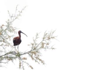 158 CRIAUD Sandrine - Ibis