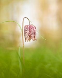 Sandrine Criaud : FRITILAIRE pintade sauvage